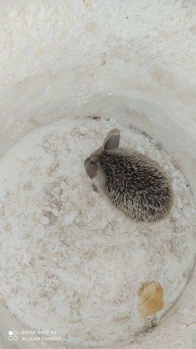 Срочно продам ушастого ручного ёжика