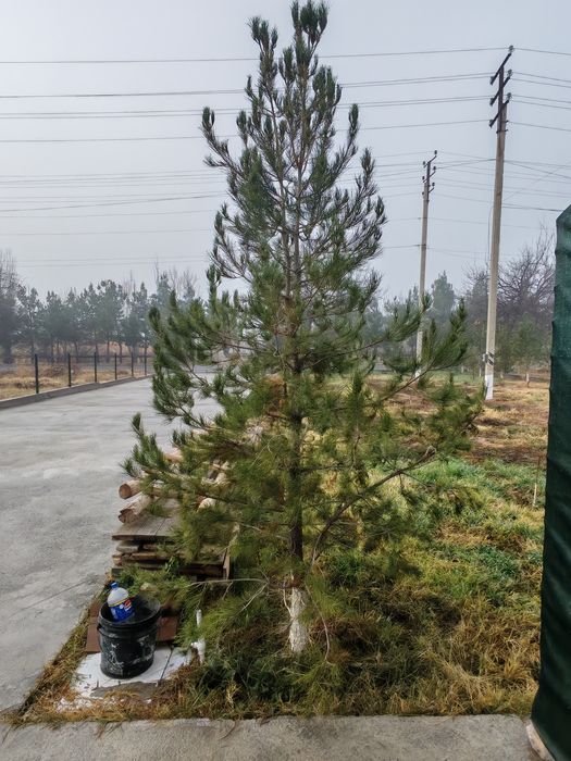 Евро забор ва арча лар сотилади арзон