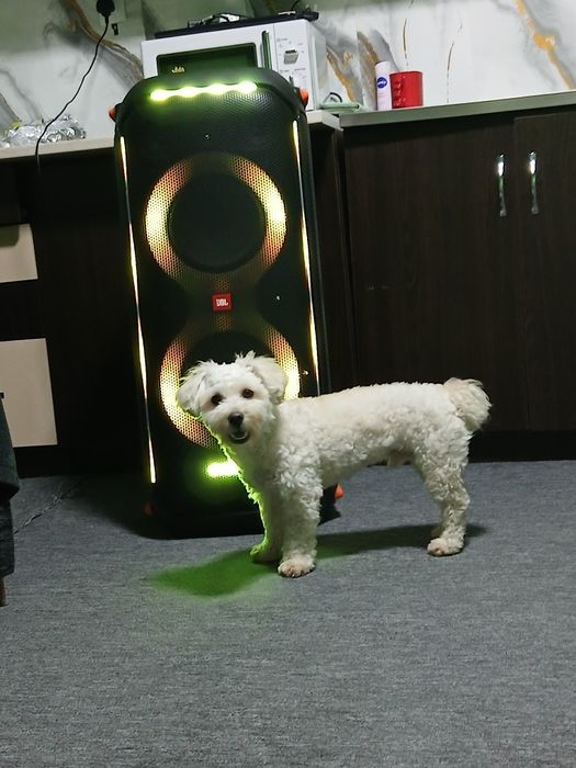 Vând boxa jbl ca noua