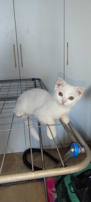 Вислоухие британские котята