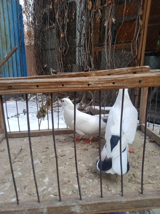Продам бакинских голубей