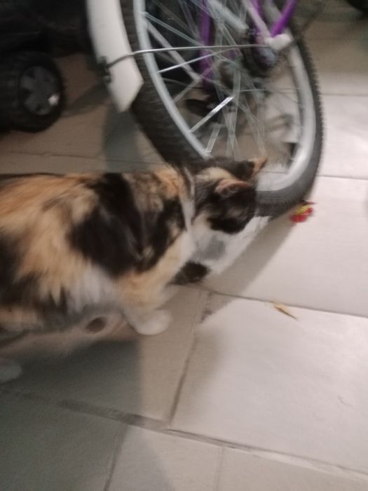Кошка ищет хозяина