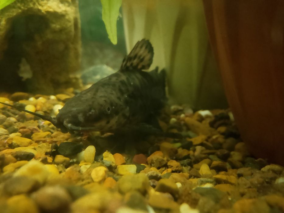 Продам Таракатум.