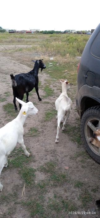 Продам коз семейство