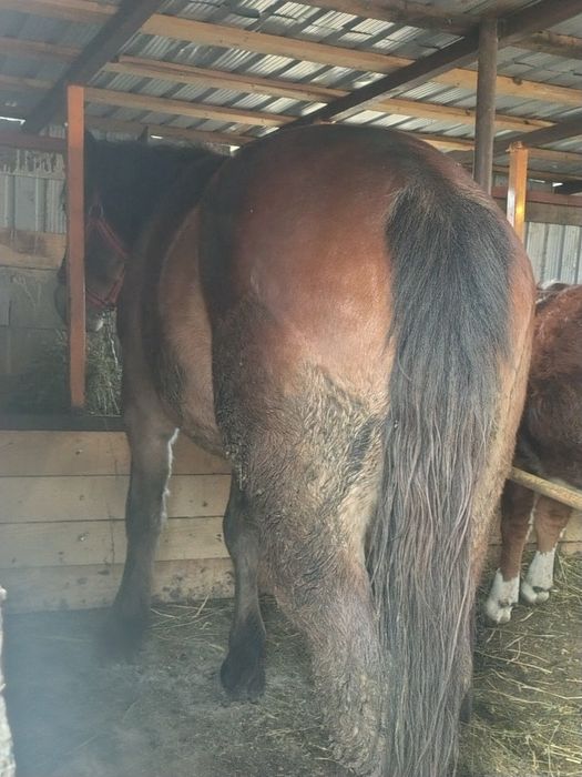 de vânzare mânz cuminte fără defecte