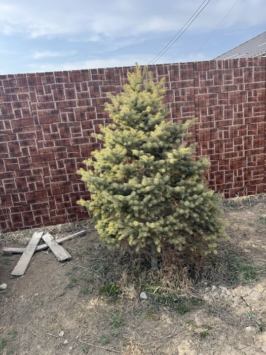 Продам Елки.район туздыбастау