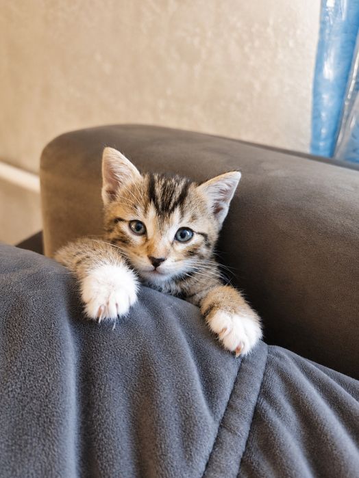 Отдам котят в хорошие руки