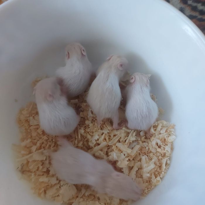 Хомяки сирийские