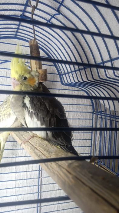 Кореллы попугайчики