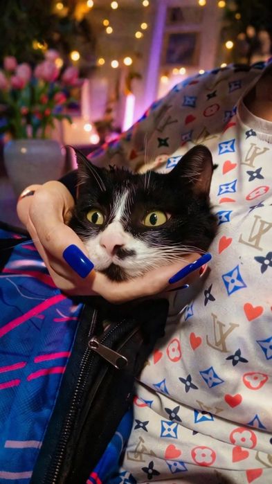 Коко в поисках дома