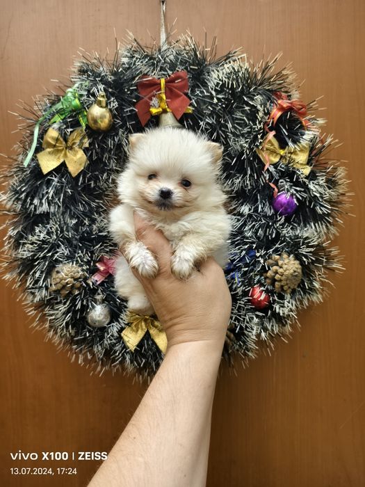 Продам щенков шпица.