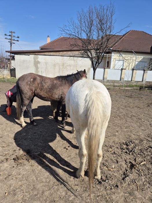 Vând o iapa si un manz