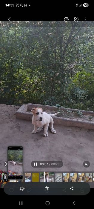 Kuchuk sotiladi chopon it 6 ta barmoqli