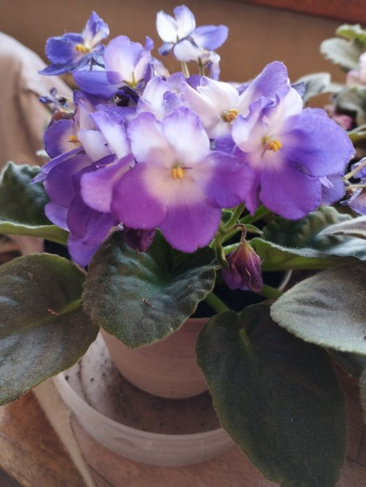 Фиалки бархатные