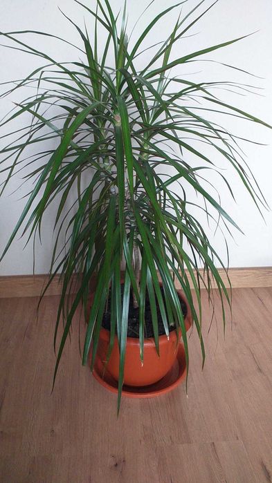 Vand plante de ap. Monstera Deliciosa,Dracaena, Tradescantia Zebrina