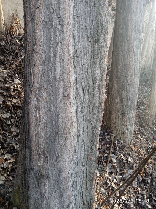 Qurilish uchun terak sotiladi