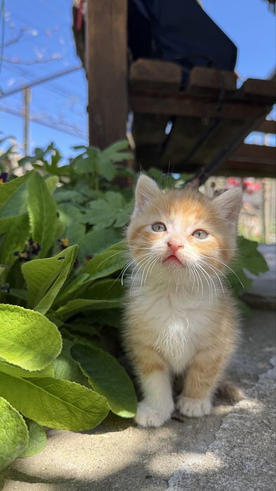 Малки пухчета  2 броя