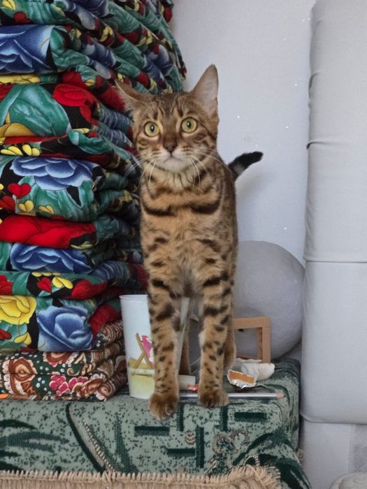 Кошка бенгальская