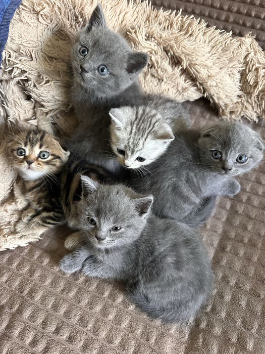 Продам породистых котят