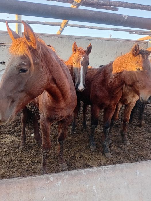 Продам лошадей молодняк