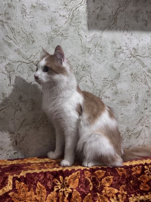 Отдам кота бесплатно