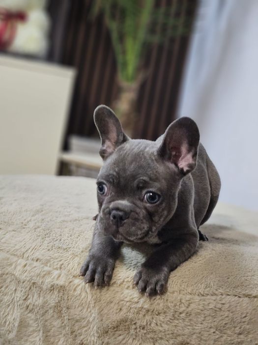 Buldog Francez Blue