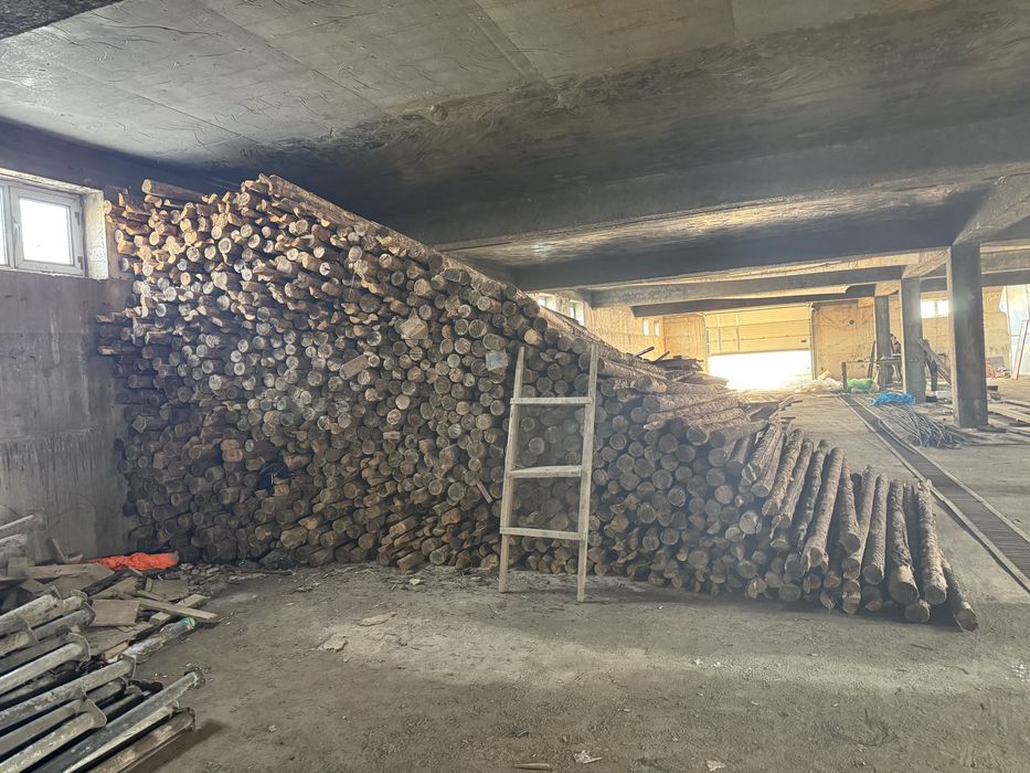 Кругляк леса сосна