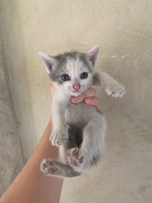 Котёнок бесплатно