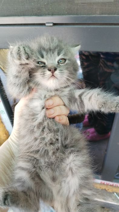 Котята для брони 3 девочки 1 мальчик