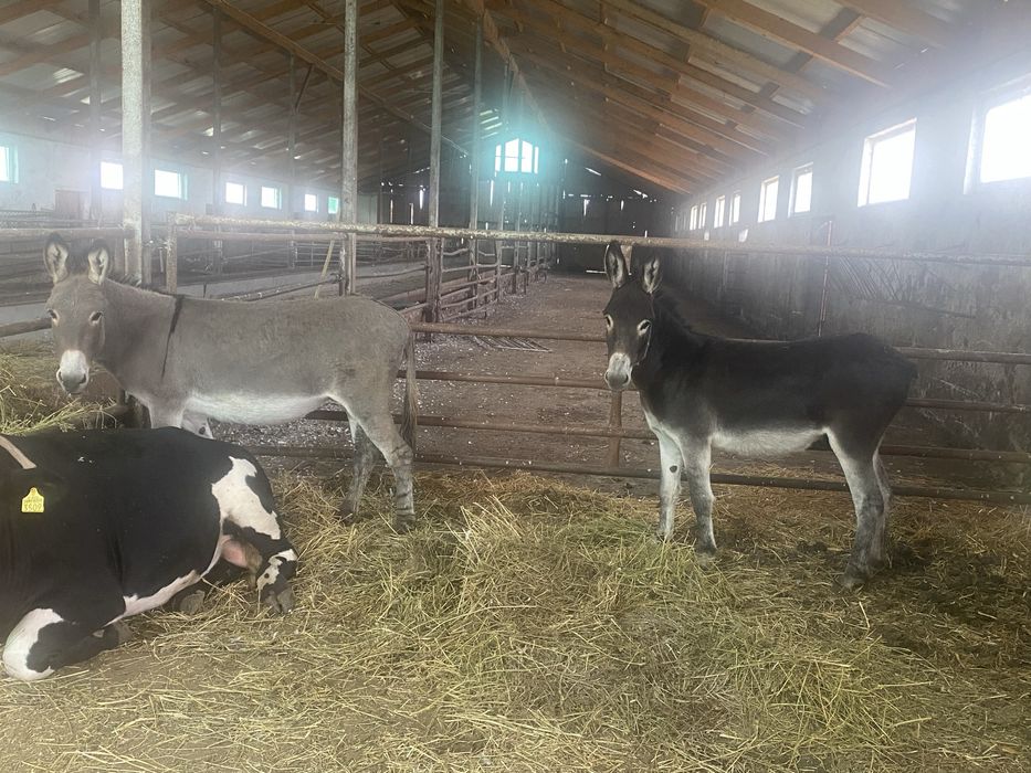 Magarita si magar 1500