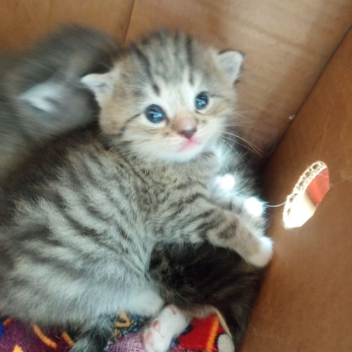 Мушукчала 1 ойлик