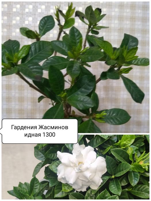 Продам Комнатные цветы