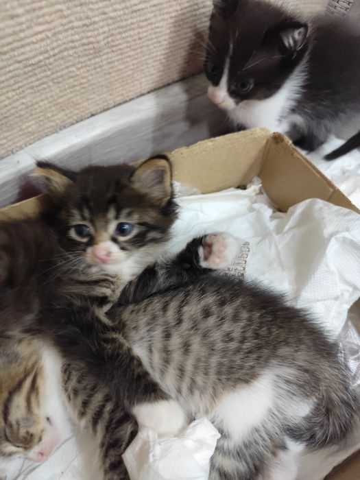 Отдам бесплатно котят