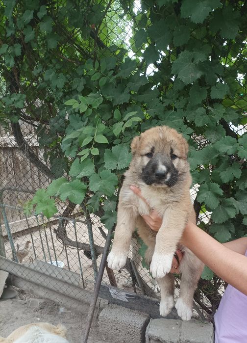 Продаются щенята порода алабай 37 дней