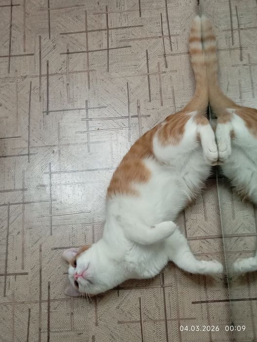 отдам мальчика подростка