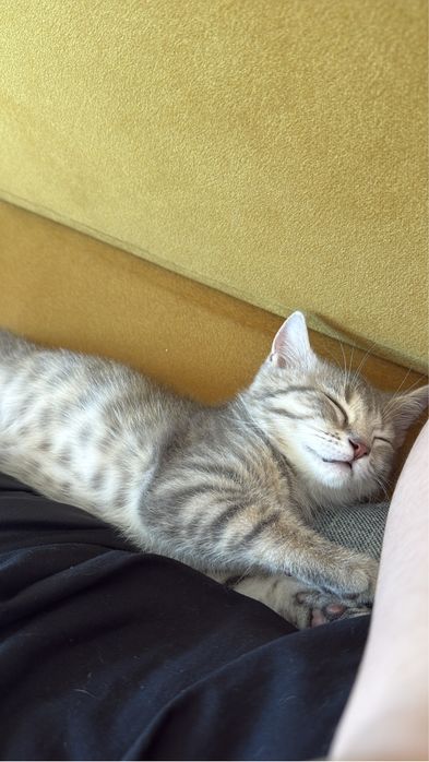 Британский котёнок ищет новый дом.