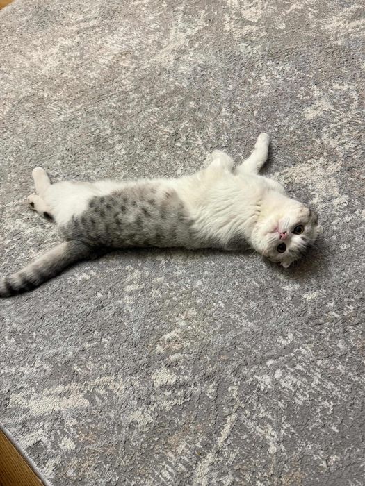 Шотландская вислоухая кошка