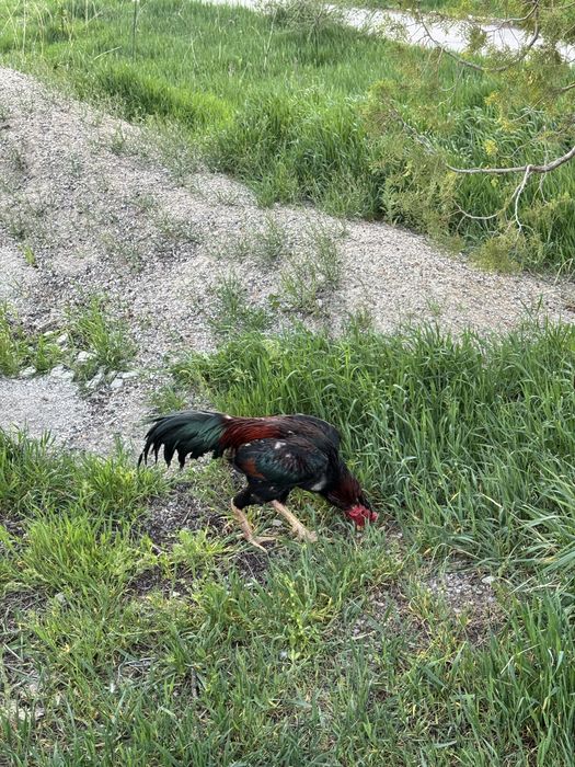 Дакан продаю