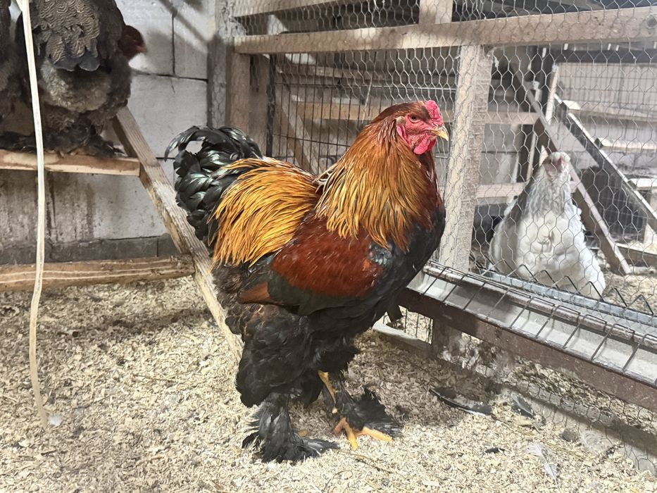 Vand gaini rasa brahma