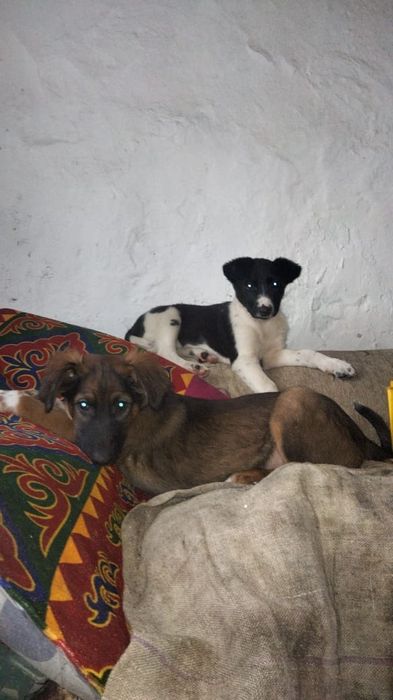 Отдам щенков в добрые руки