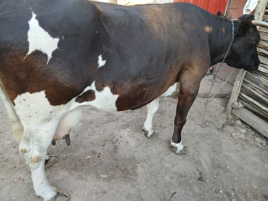 Vaca de vanzare!