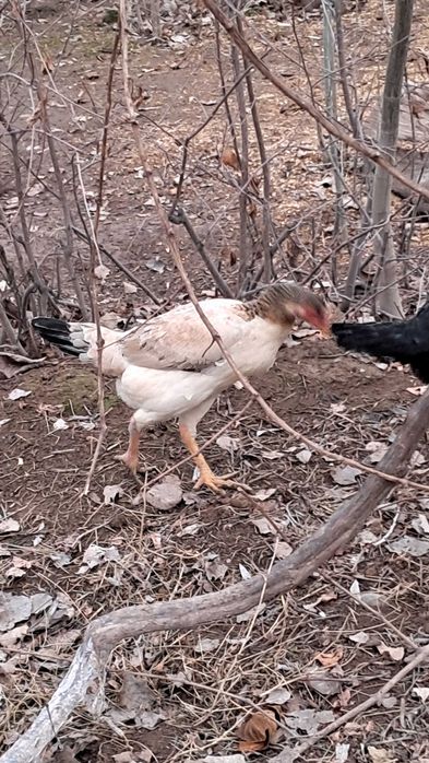 Dakan Makyon 1 tulak