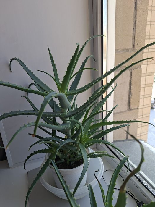 Продам алоэ трёхлетний