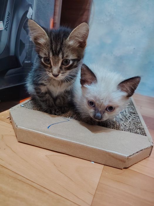 Отдам даром котят