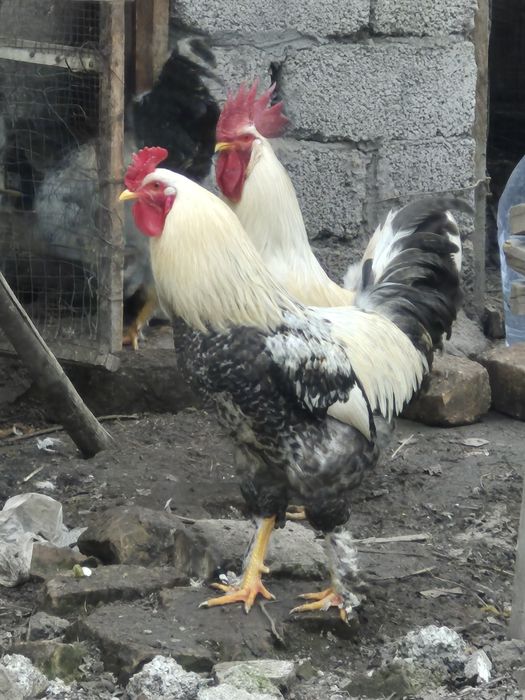 ХУРОЗЛАР сотилади. 1 ёшга тулмаган