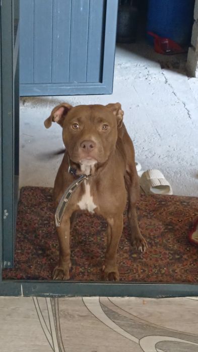 Американский питбуль rednos