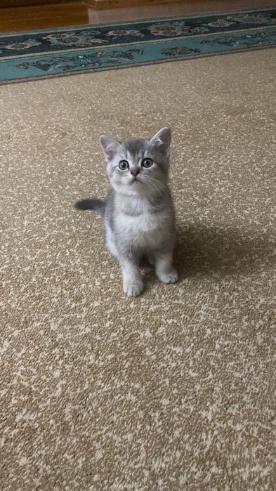 шотланские котята