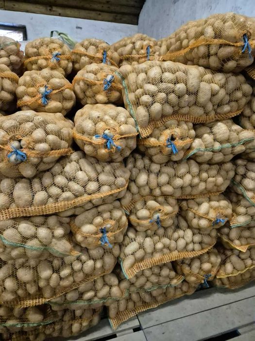 Cartofi consum si samanta