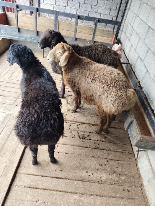 Кошкарлар, домашние