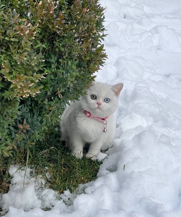 Mushuk sotladi srochna qz bola 6 oylik